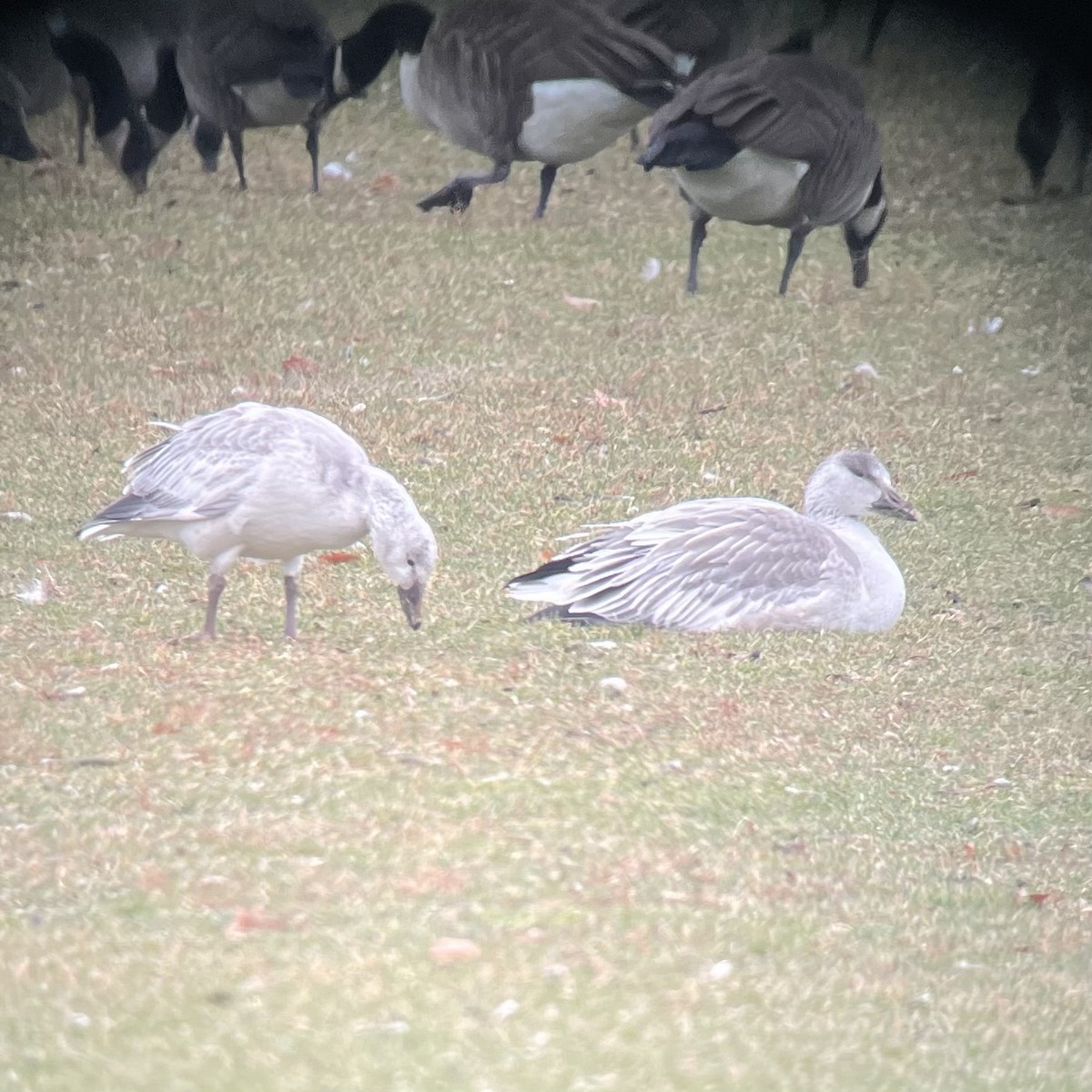 Snow Goose - ML398604241