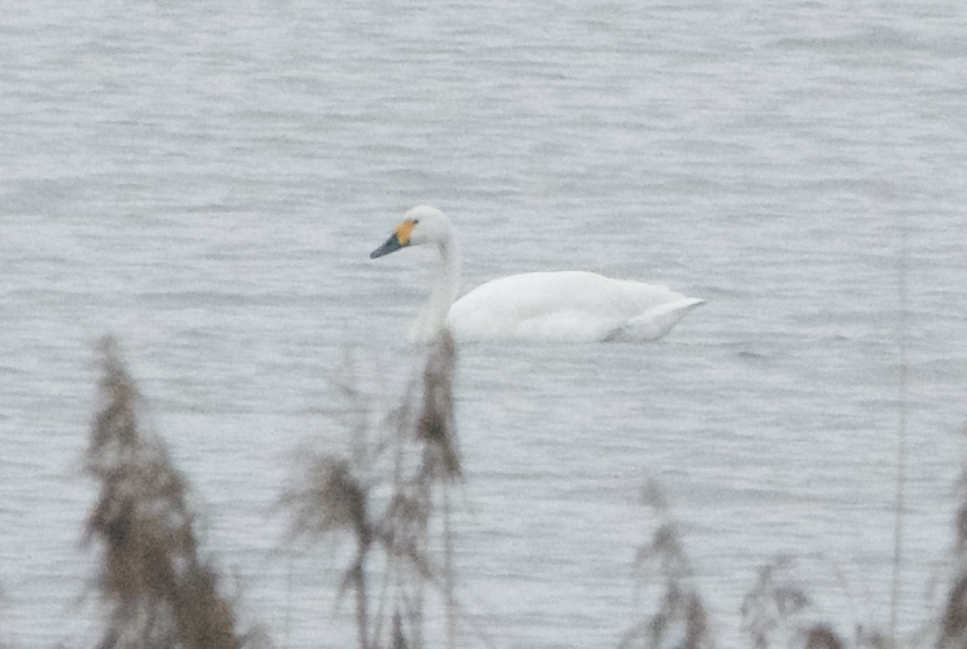 Cygne siffleur - ML398604981