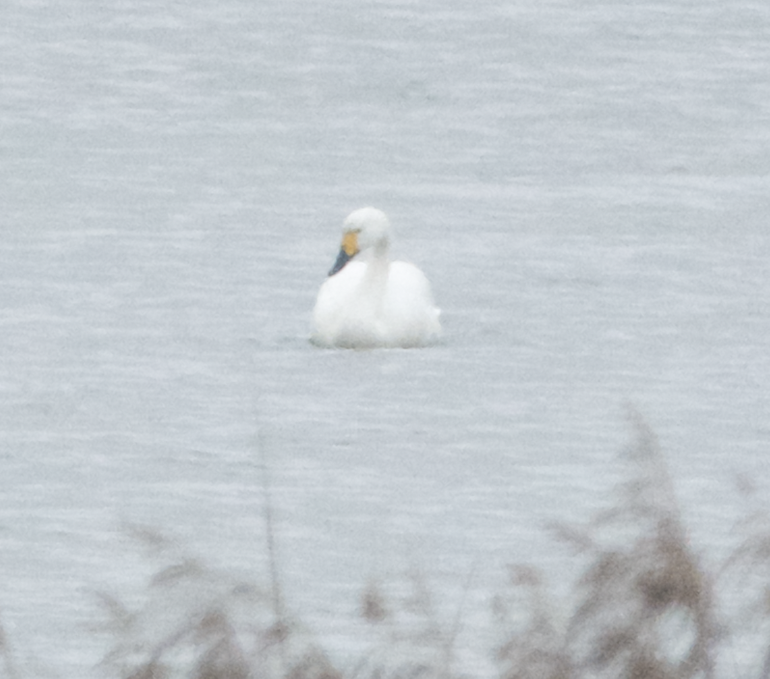 Cygne siffleur - ML398605031