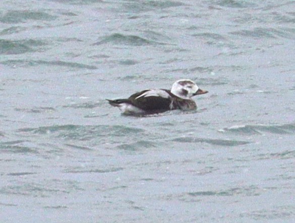 Long-tailed Duck - ML398605101