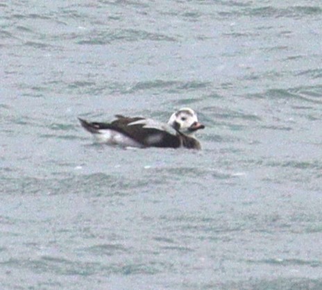 Long-tailed Duck - ML398605111