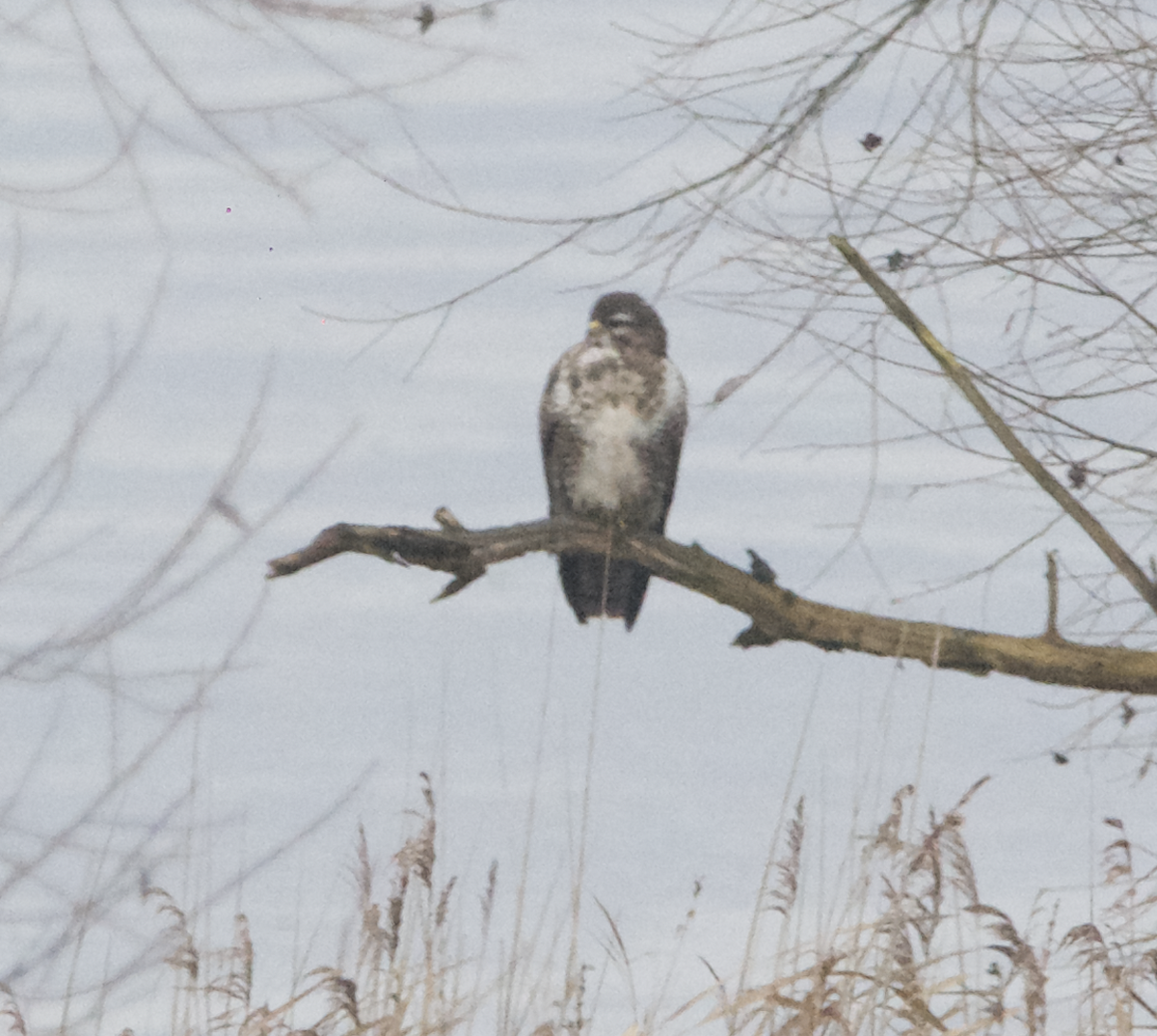 Buse variable - ML398605151