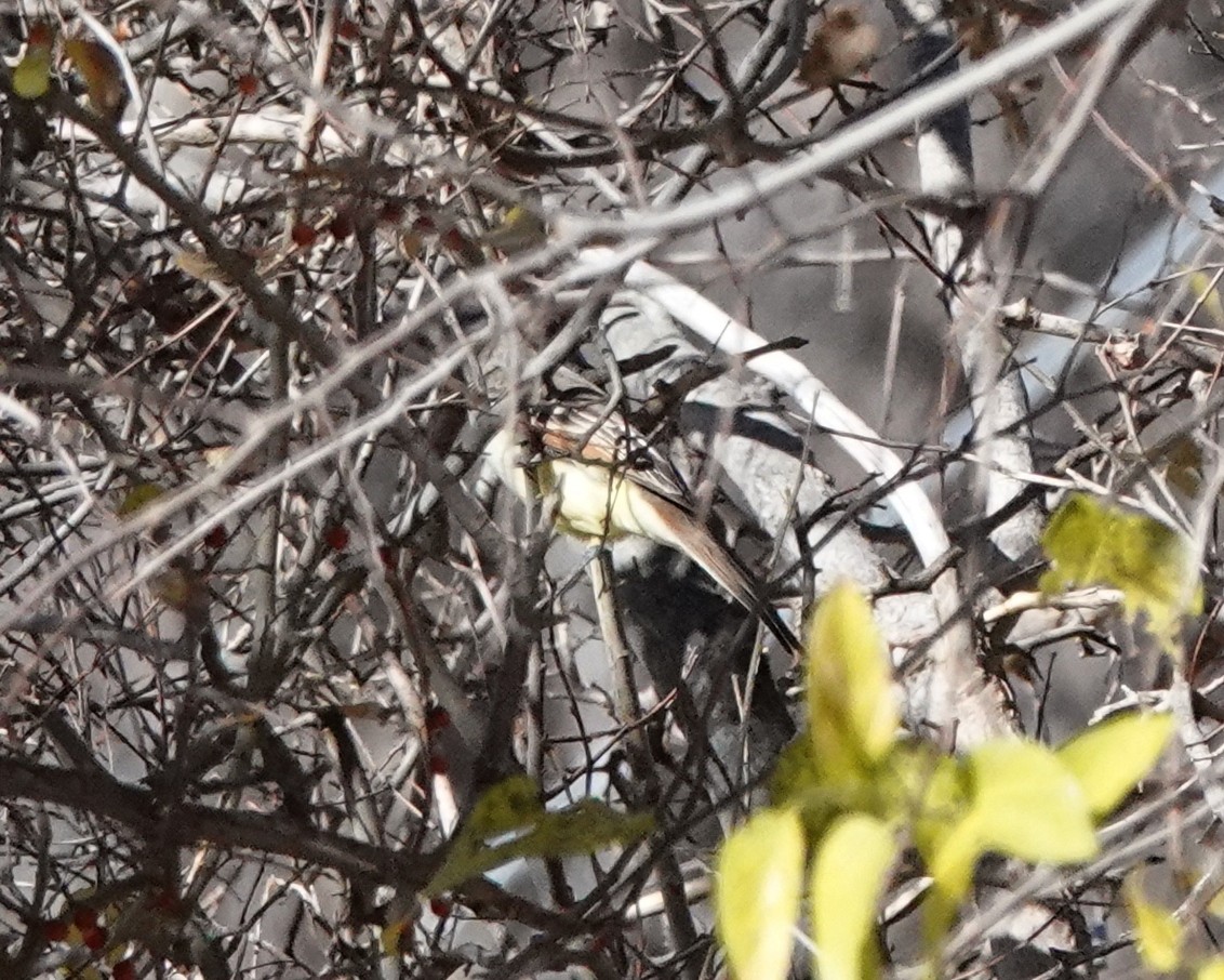 Ash-throated Flycatcher - Jeff Shenot