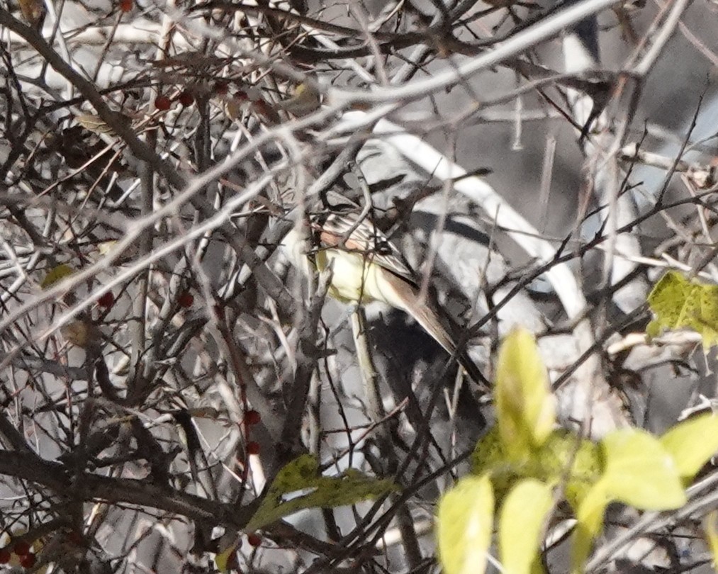 Ash-throated Flycatcher - Jeff Shenot