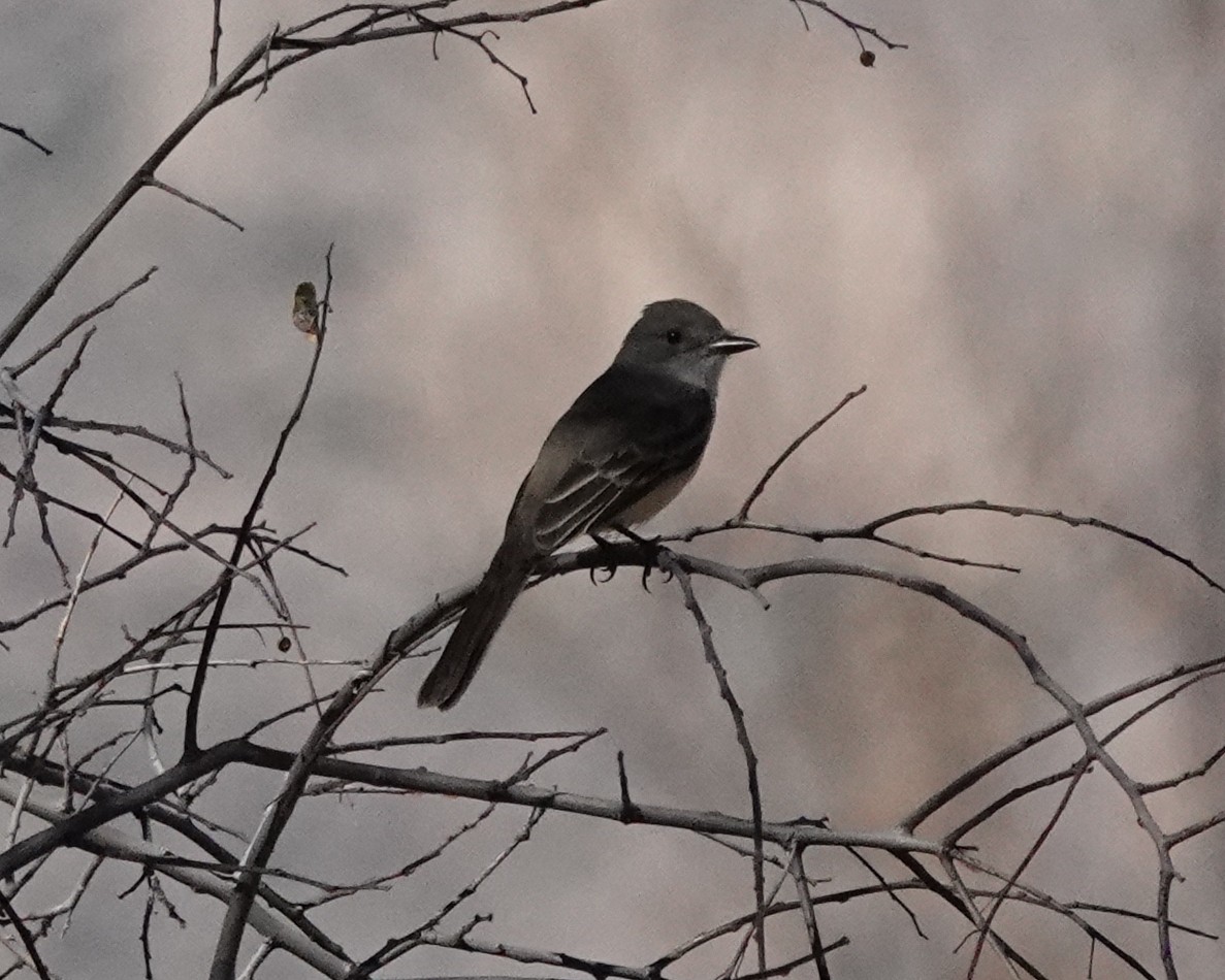 Ash-throated Flycatcher - ML398606731