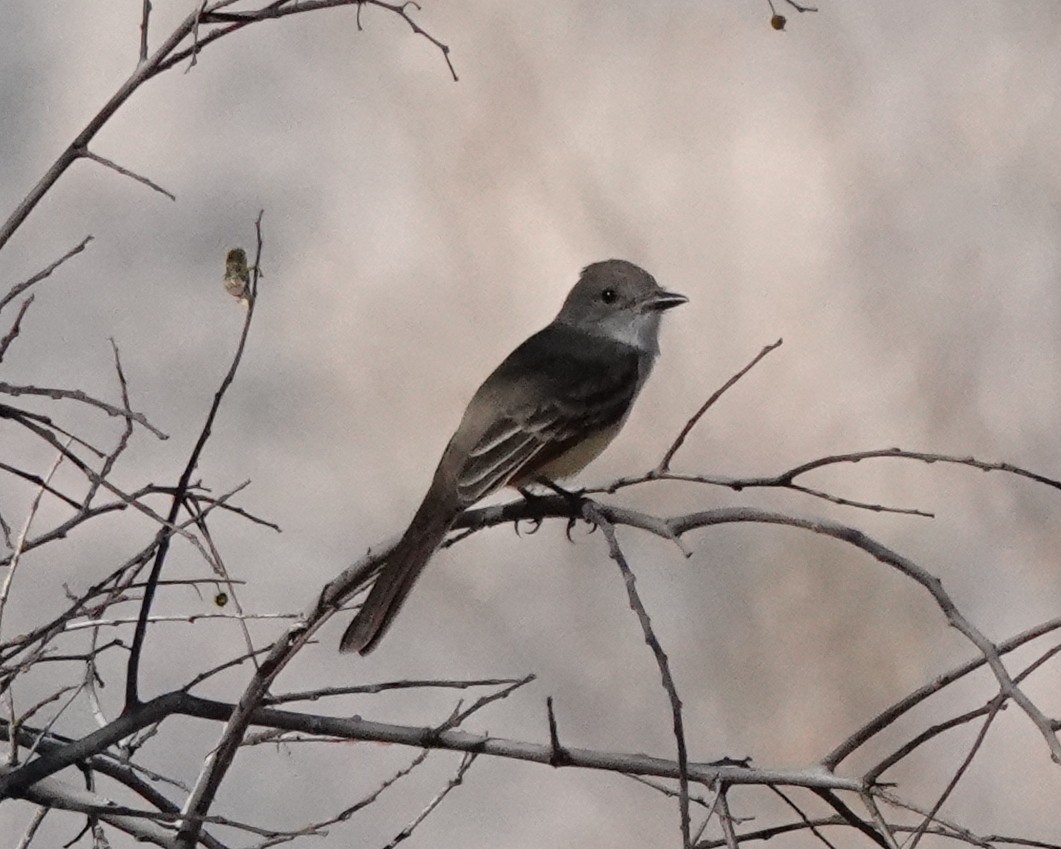 Ash-throated Flycatcher - ML398606921