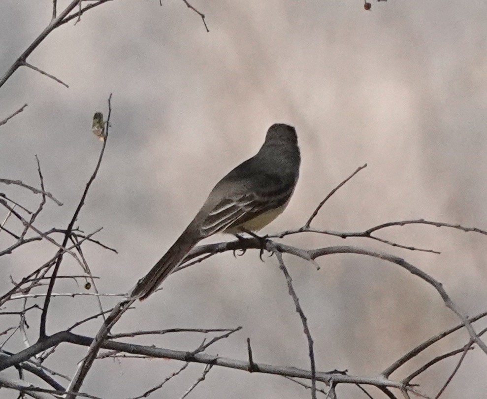 Ash-throated Flycatcher - Jeff Shenot