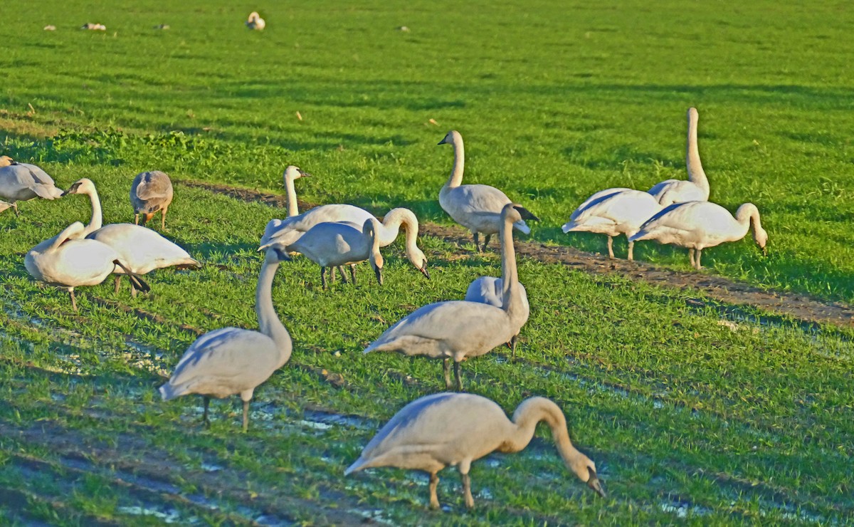 Trumpeter Swan - ML398607121