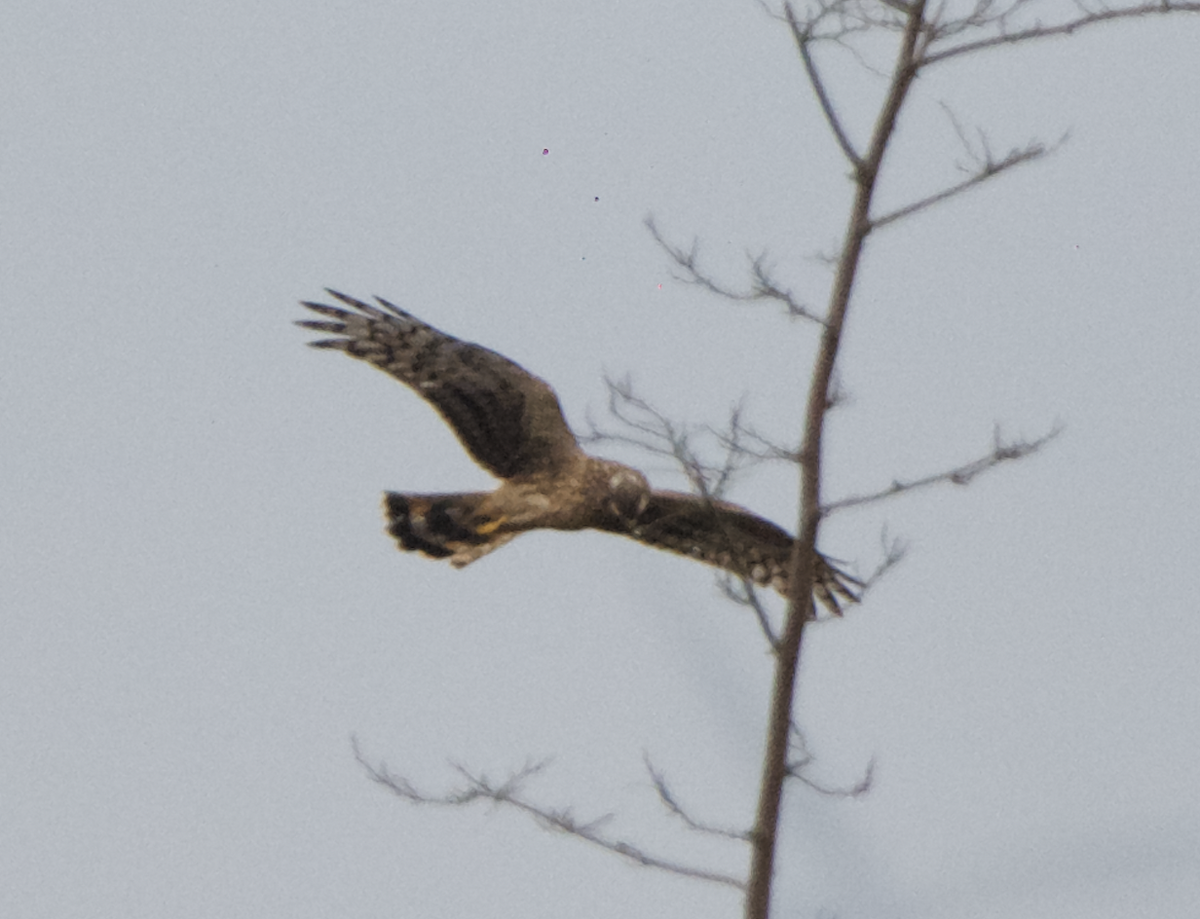 Hen Harrier - Connor Proudfoot