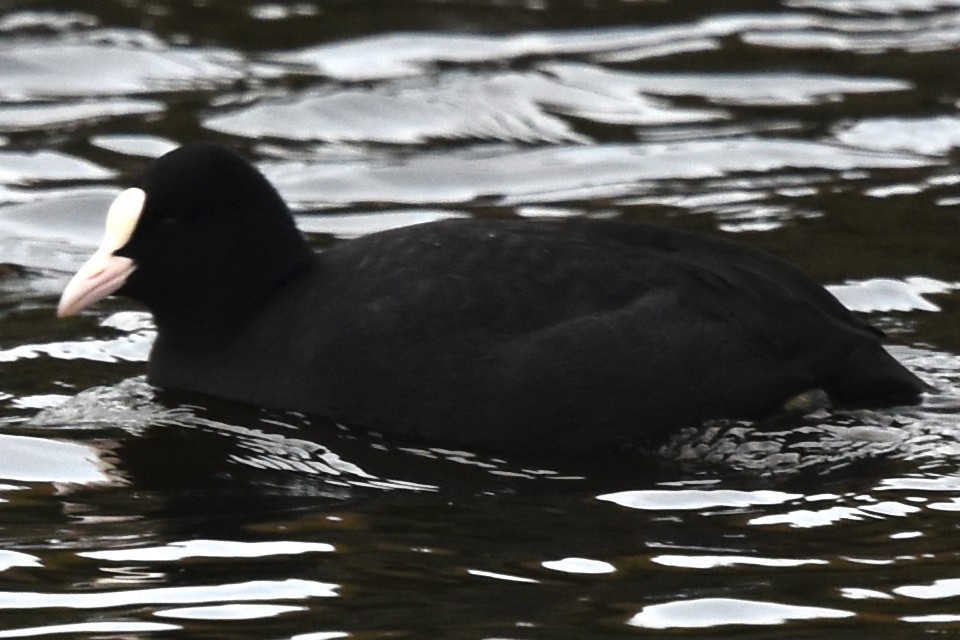 Eurasian Coot - ML398607511