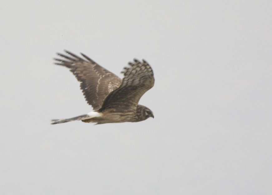 Hen Harrier - Connor Proudfoot