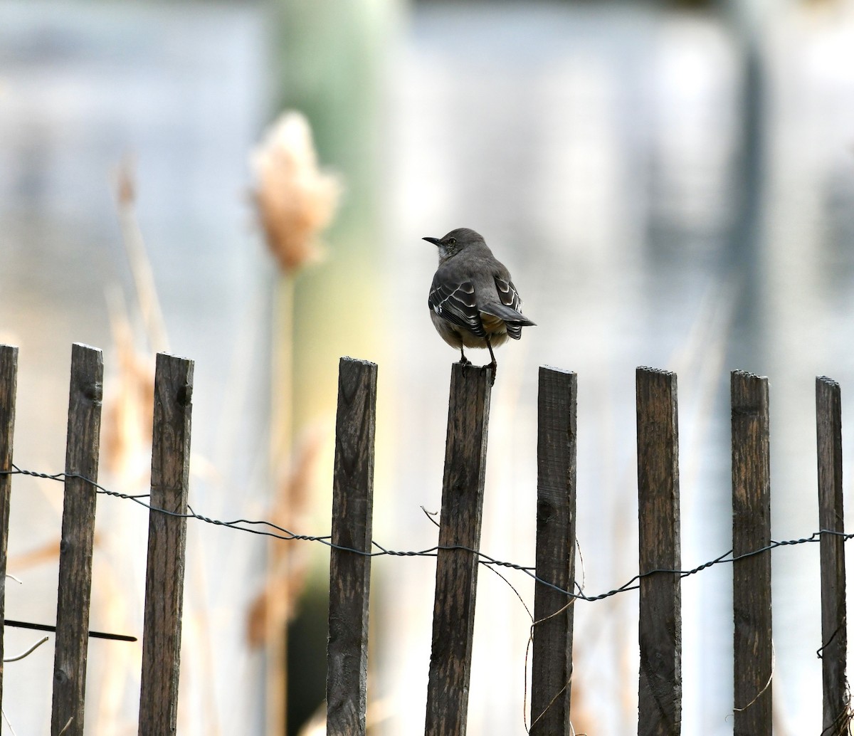 Northern Mockingbird - ML398608391