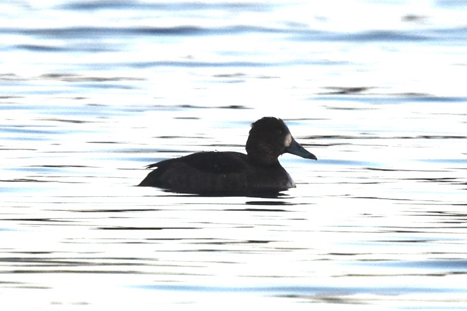 Greater Scaup - Blair Whyte