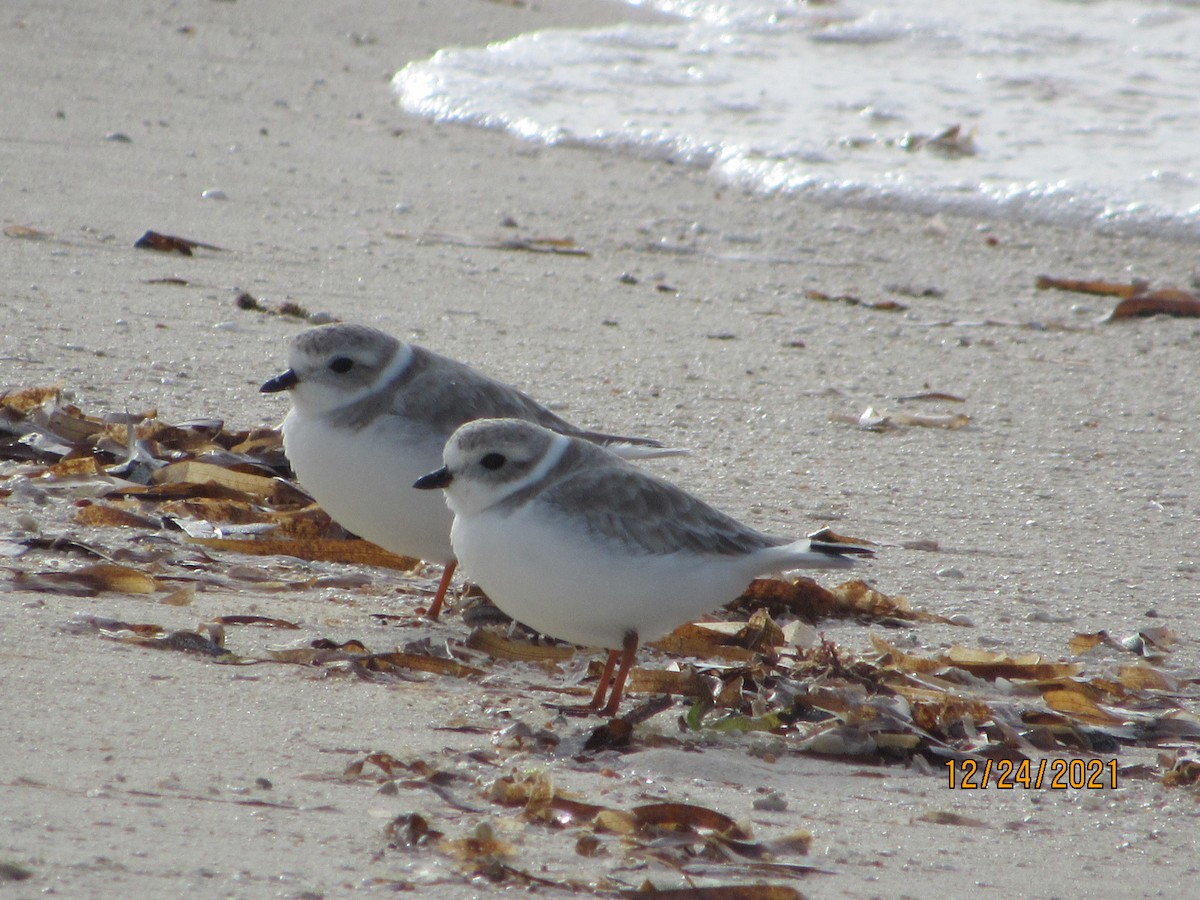 Piping Plover - ML398611111