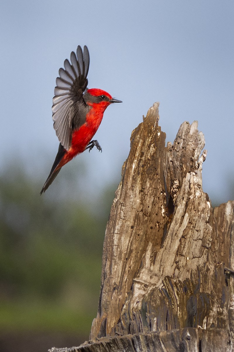 Vermilion Flycatcher - ML398612841