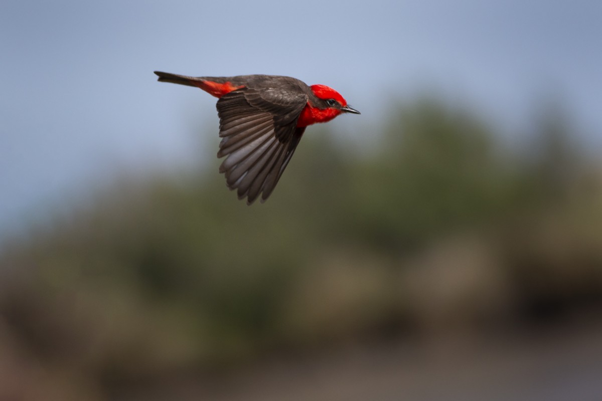 Vermilion Flycatcher - ML398612861