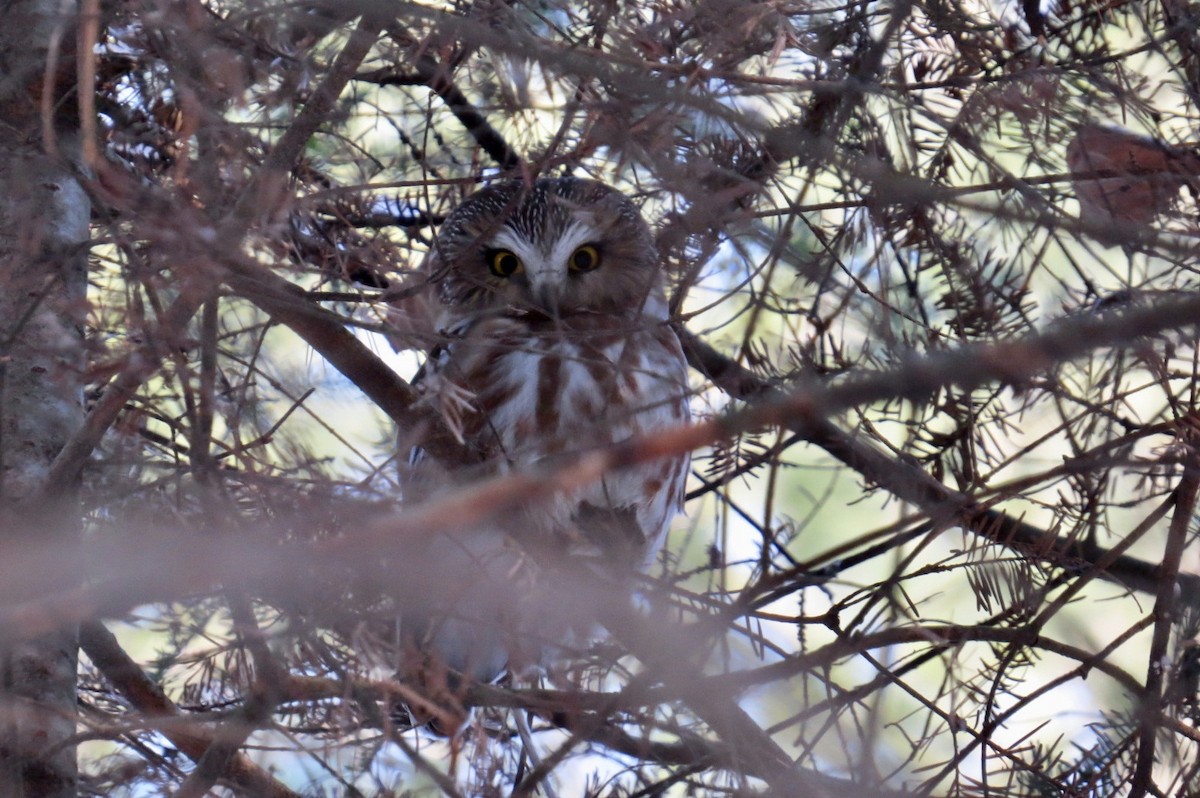 Northern Saw-whet Owl - ML398613521