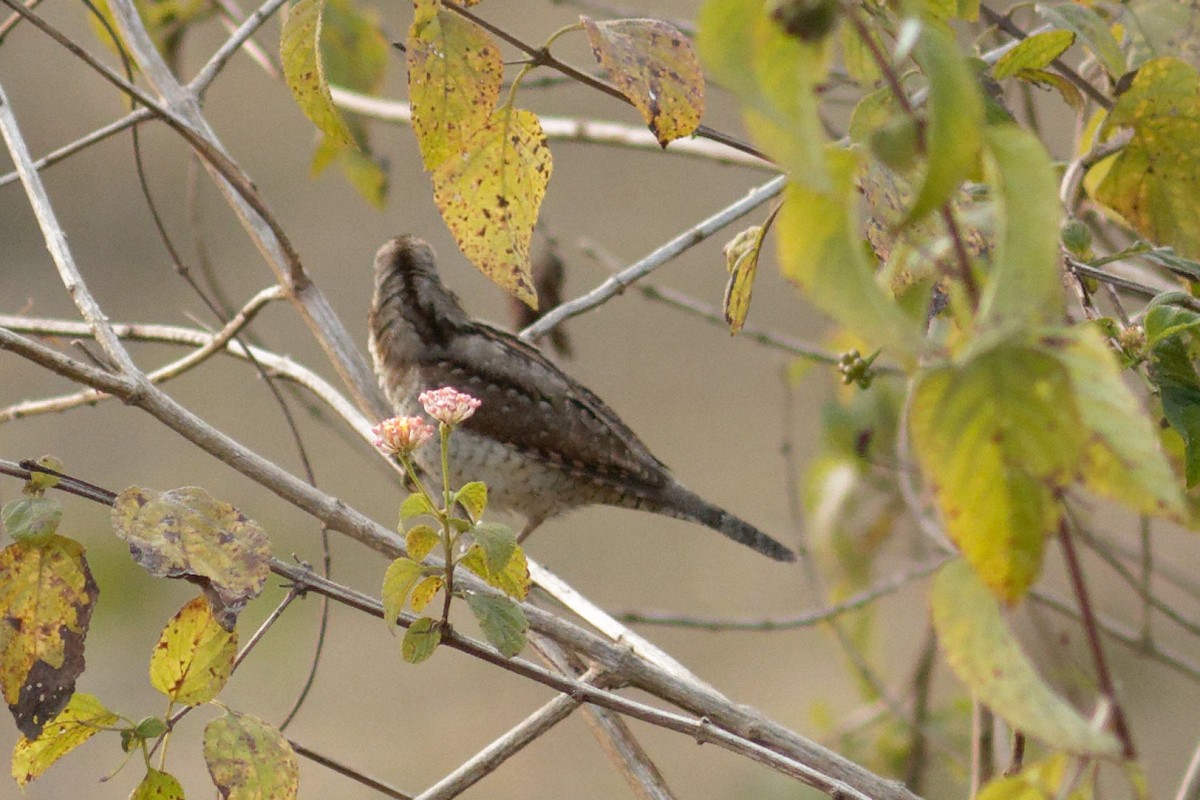 Eurasian Wryneck - ML398615411