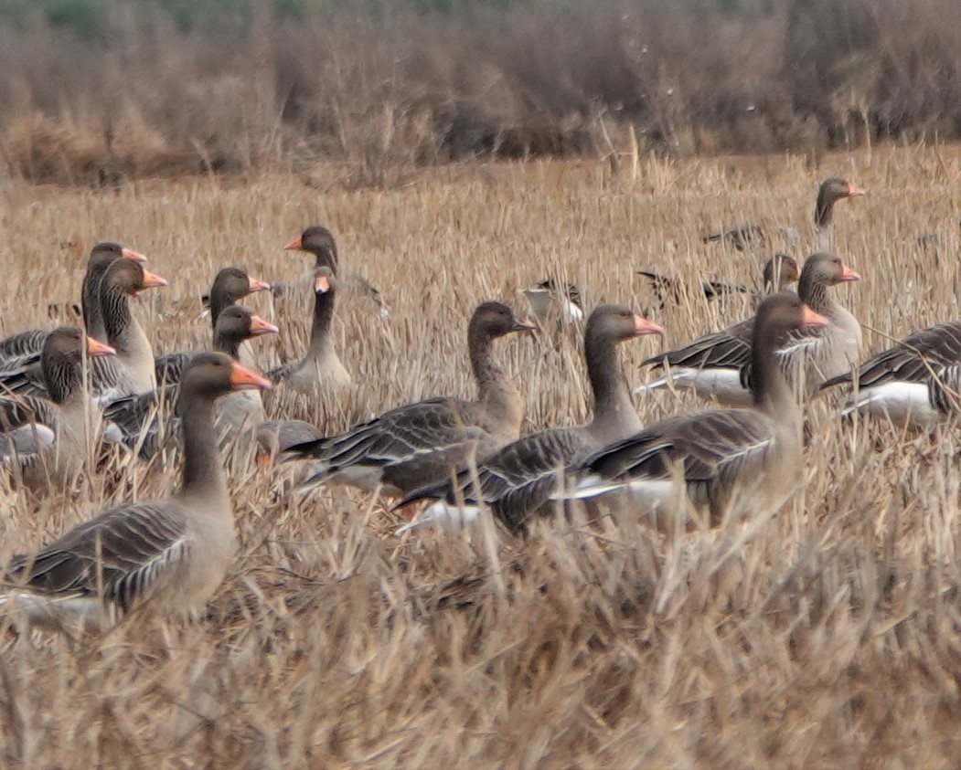 Tundra Bean-Goose - ML398616131