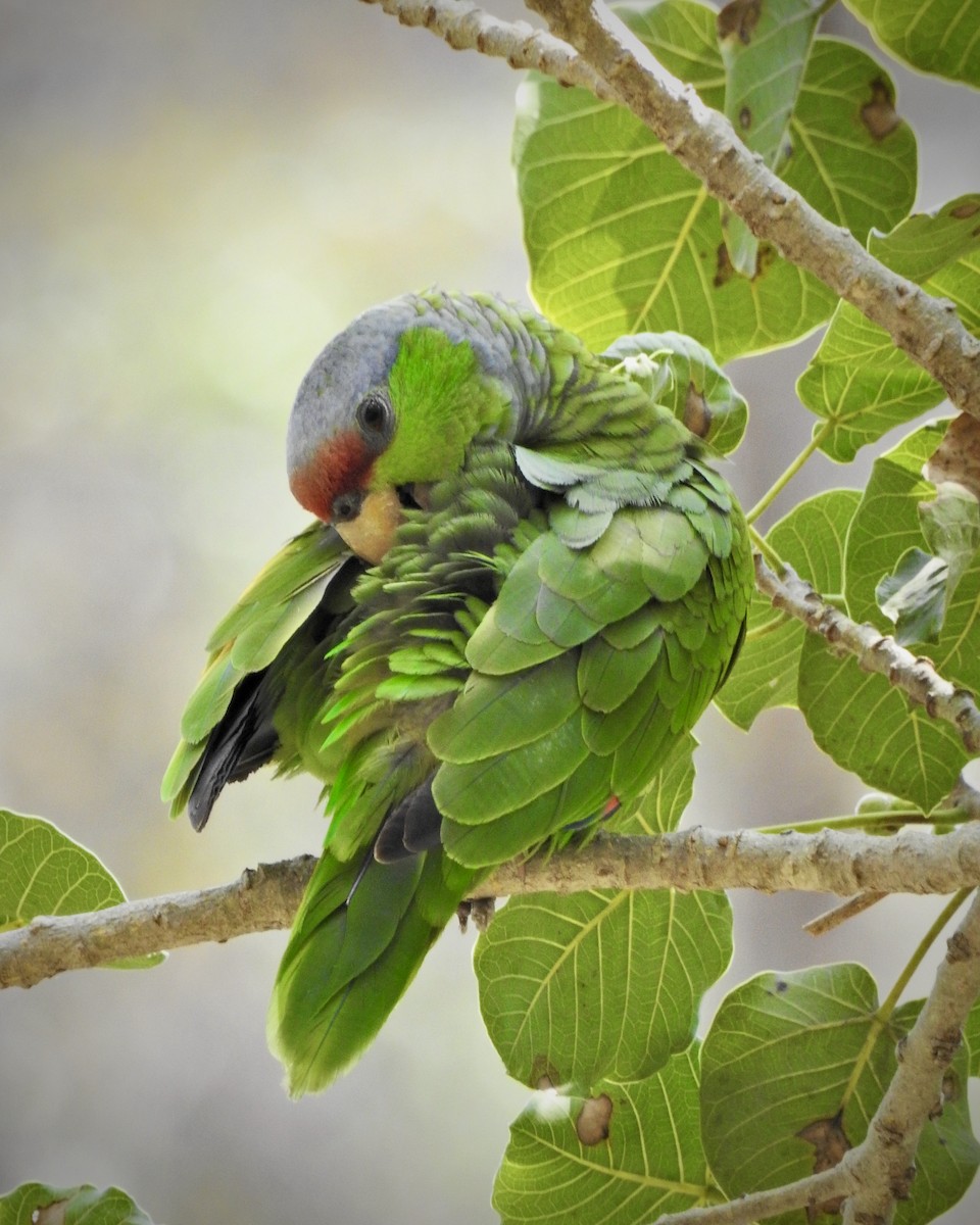 Lilac-crowned Parrot - Curtis Smith