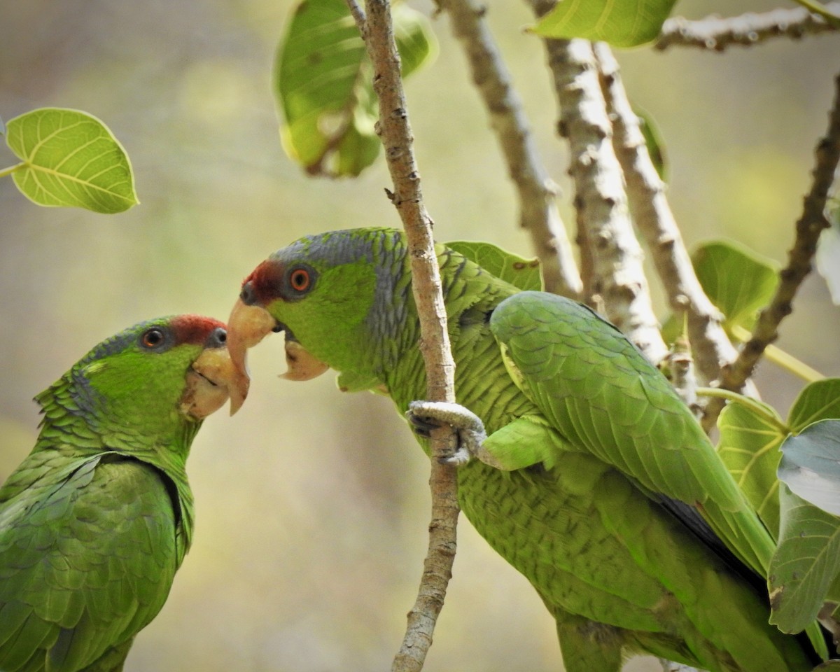 Lilac-crowned Parrot - Curtis Smith