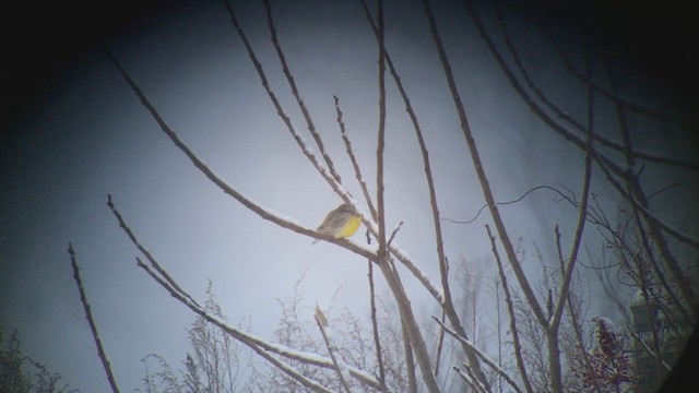 Western Meadowlark - ML398617541