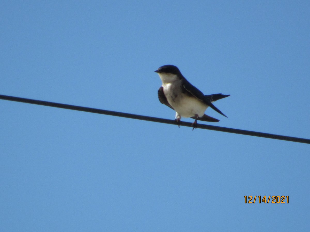 Golondrina Bicolor - ML398617771