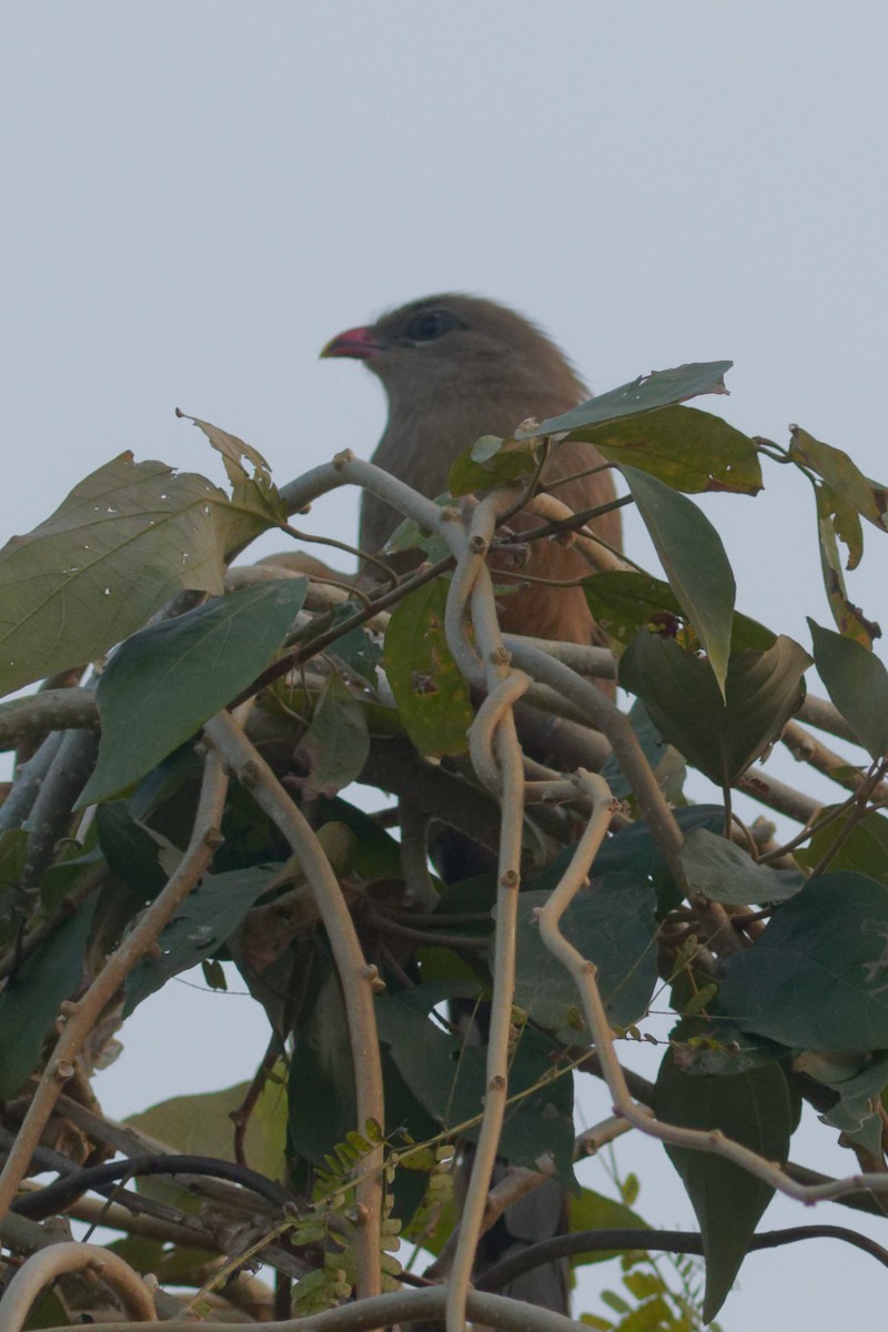 Sirkeer Malkoha - ML398618031