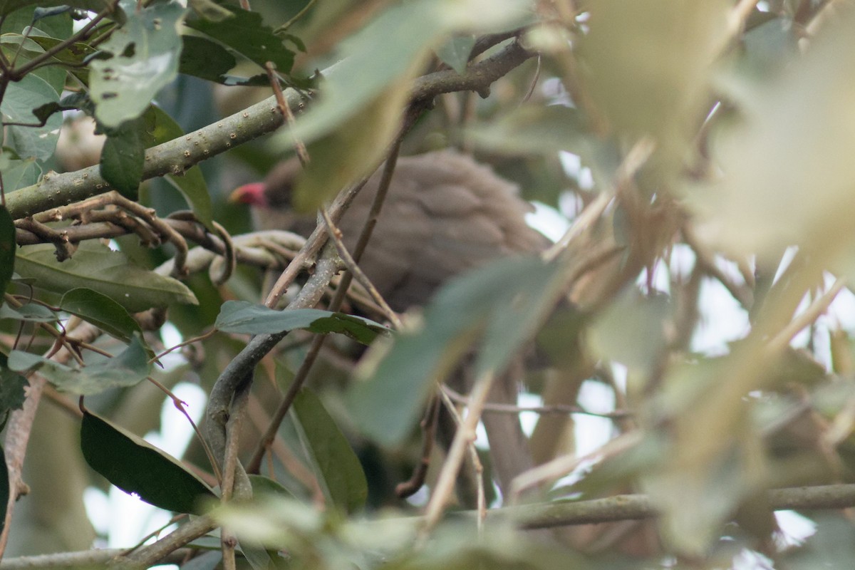 Sirkeer Malkoha - ML398618041