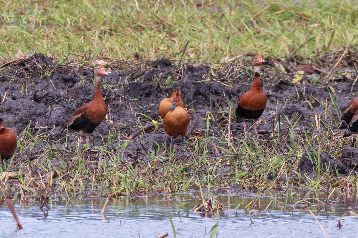 Fulvous Whistling-Duck - ML398618681