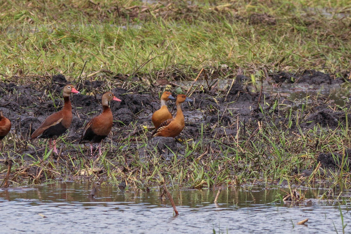 Fulvous Whistling-Duck - ML398618691