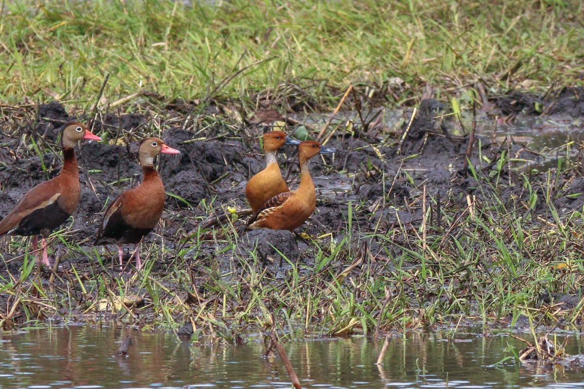 Fulvous Whistling-Duck - ML398618701