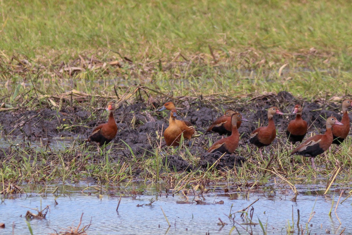 Fulvous Whistling-Duck - ML398618761