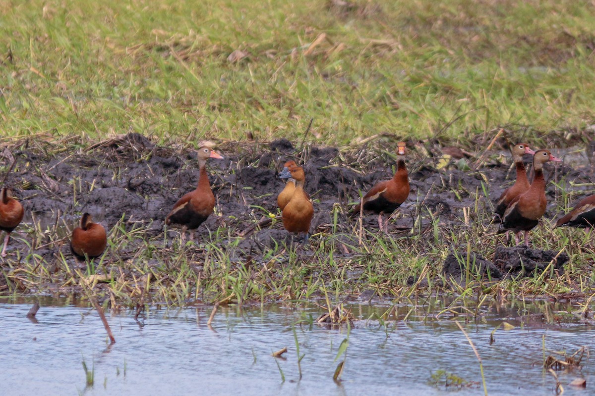Fulvous Whistling-Duck - ML398618831