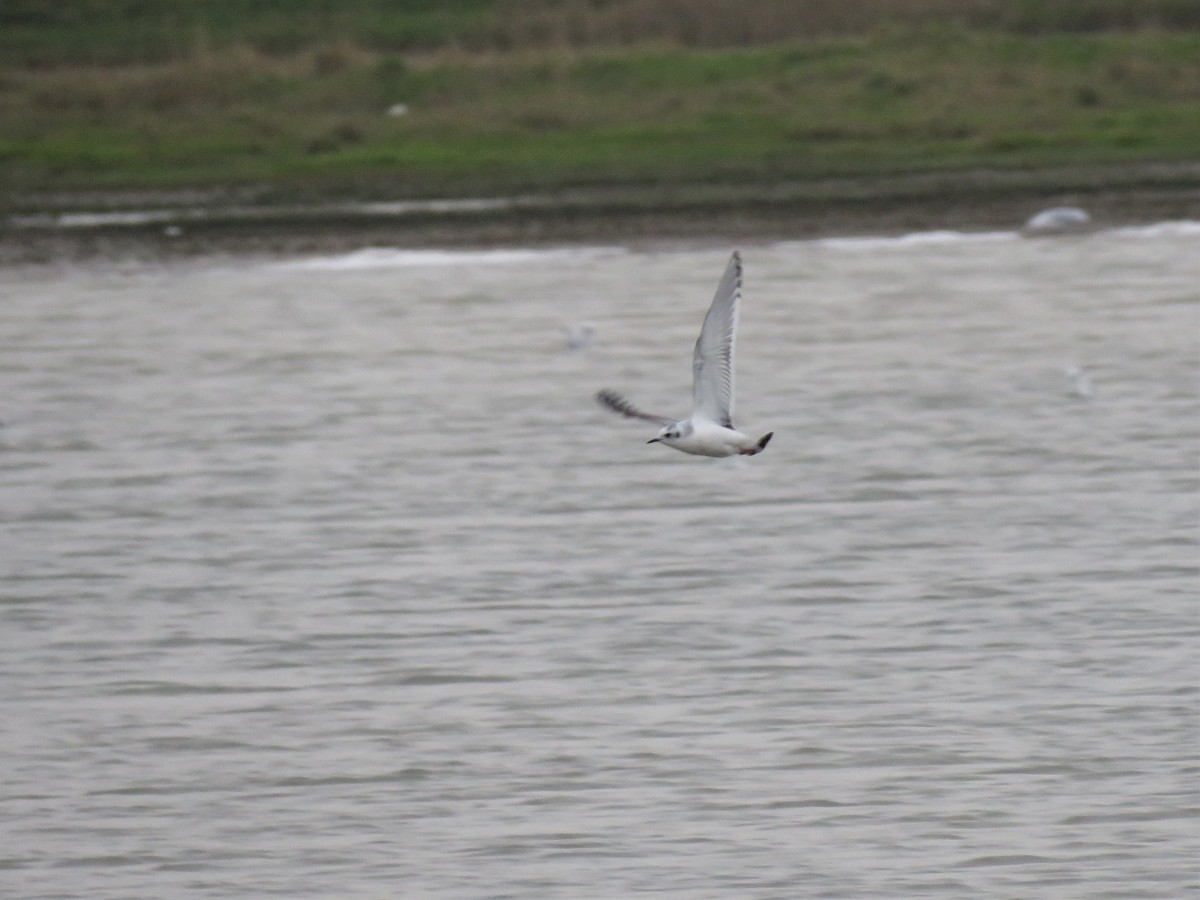 Little Gull - ML398619211