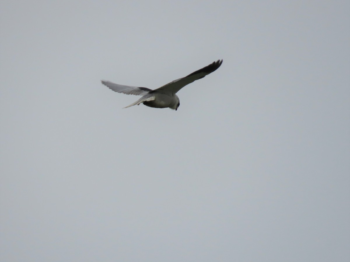 Black-winged Kite - ML398619261