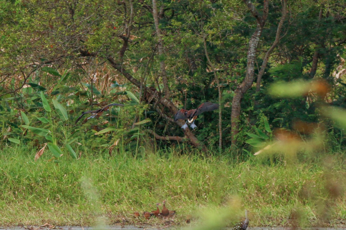 Fulvous Whistling-Duck - ML398619461