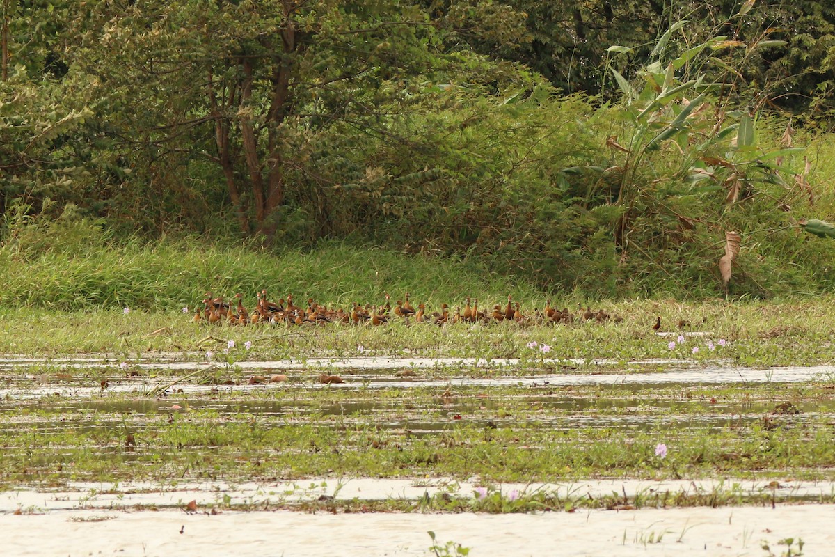 Fulvous Whistling-Duck - ML398619551