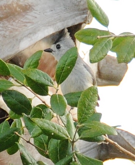 Black-crested Titmouse - ML398620101