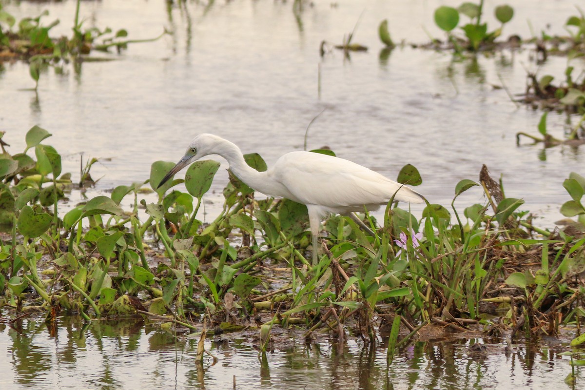 Little Blue Heron - David Garrigues