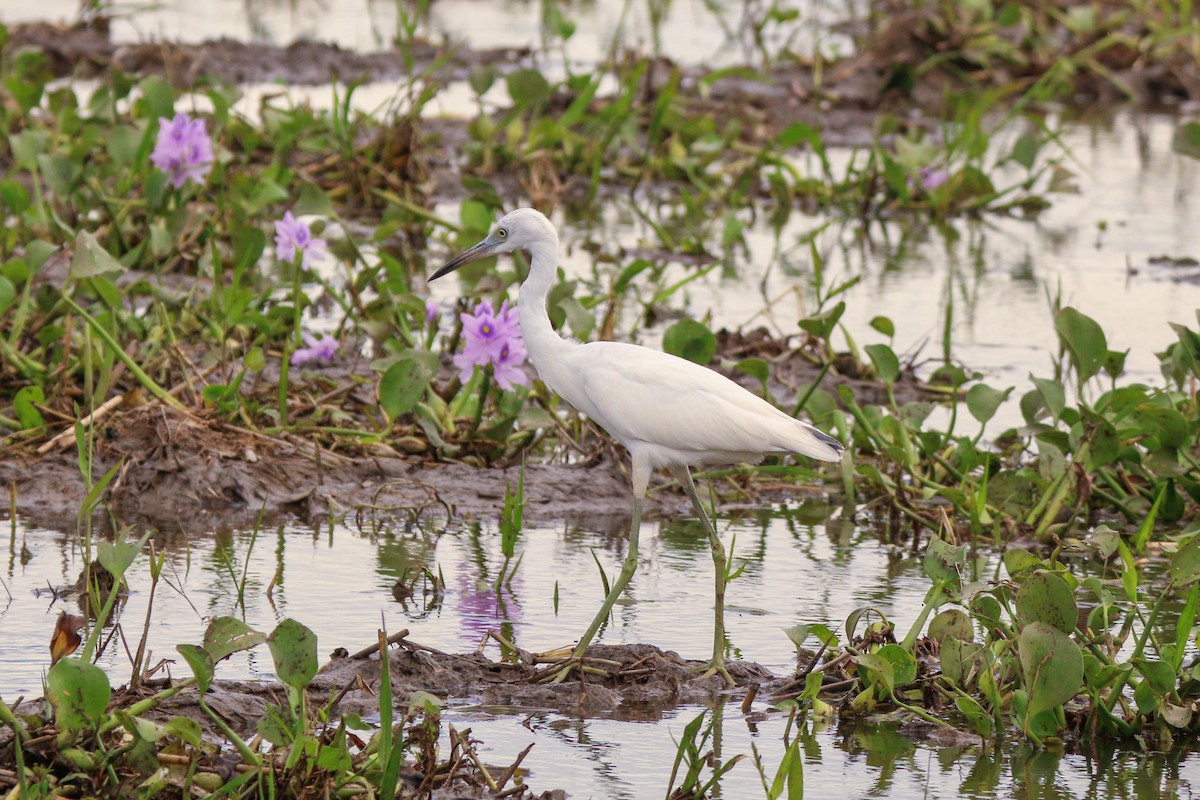 Little Blue Heron - David Garrigues