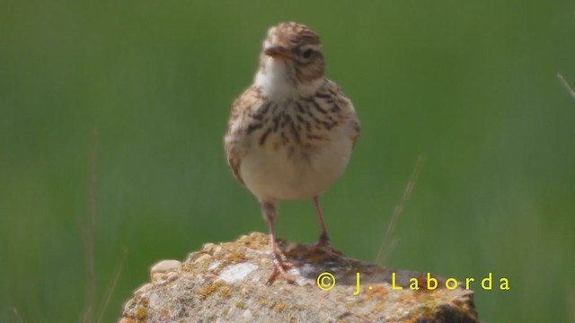 Eurasian Skylark - ML398622791