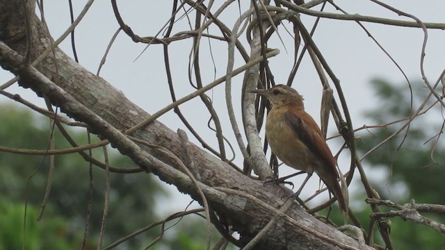 コカマドドリ - ML398624771