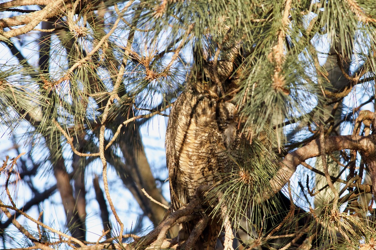 Great Horned Owl - ML398625391
