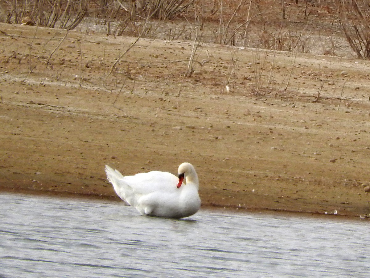 Mute Swan - ML398625621