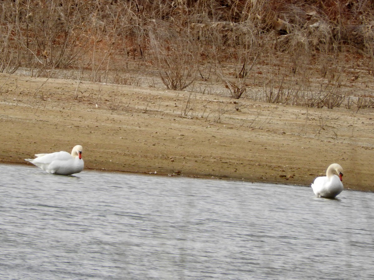 Mute Swan - ML398625701