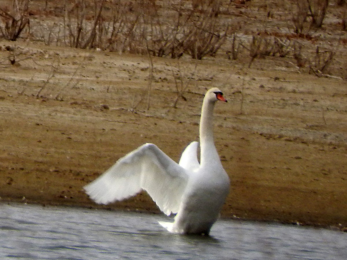 Mute Swan - ML398625731