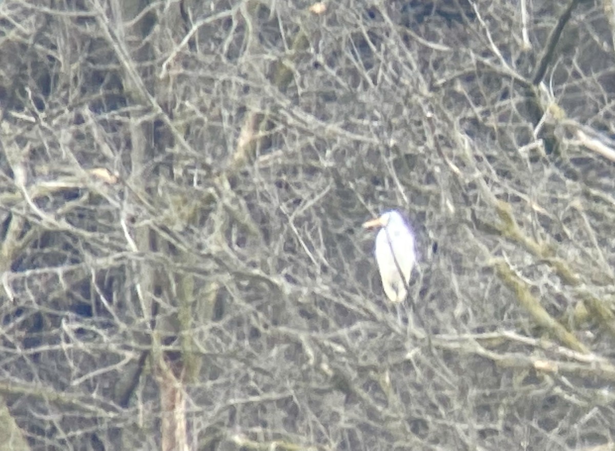 Great Egret - ML398625741