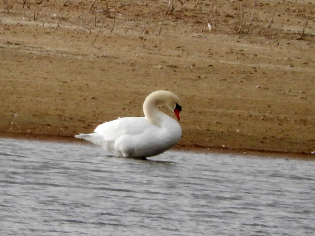 Mute Swan - ML398625781