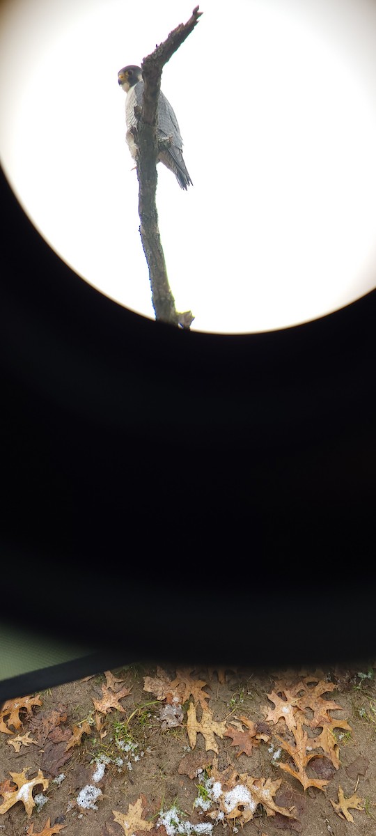 Эгэл шонхор - ML398626341